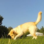 حرکات دم سگ ها