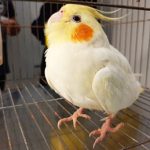عدم تعادل عروس هلندی