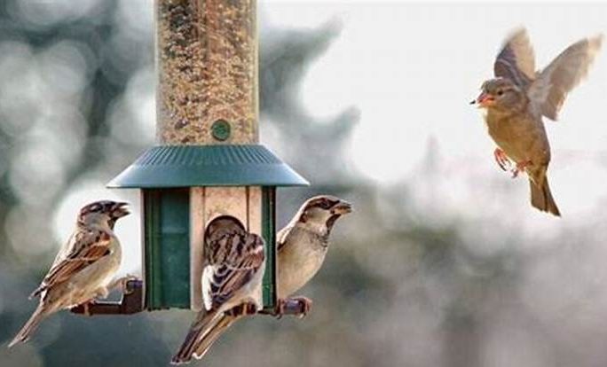 غذارسانی به پرندگان در زمستان