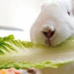 غذاهای مضر برای خرگوش