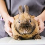 مشکلات گوارشی خرگوش ها