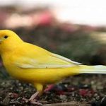 Canary food