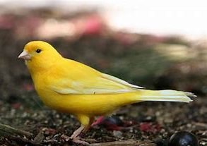 Canary food