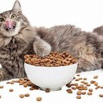 بهترین غذا برای گربه