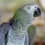 علائم سرماخوردگی کاسکو