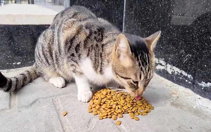 غذادهی گربه های خیابانی
