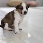 مسمومیت سگ با غذا