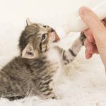نگهداری بچه گربه حمایتی