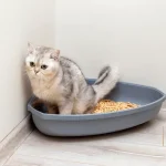 عفونت ادراری گربه
