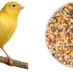 اهمیت تغذیه مناسب پرندگان زینتی در بهار