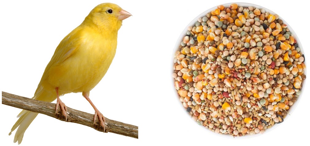 اهمیت تغذیه مناسب پرندگان زینتی در بهار