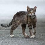 بچه گربه خیابانی