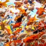 دلایل کاهش عمر ماهی قرمز در خانه