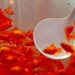 نکات خرید ماهی قرمز سالم و شاداب
