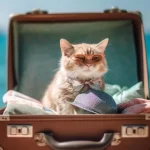 قوانین قطار برای حیوانات