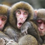 Monkey care