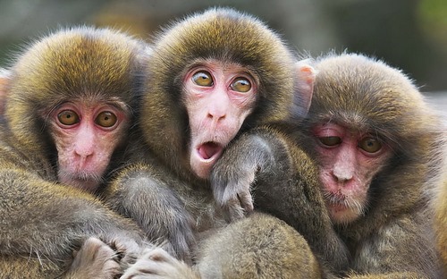 Monkey care