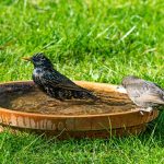آب‌تنی پرندگان در تابستان