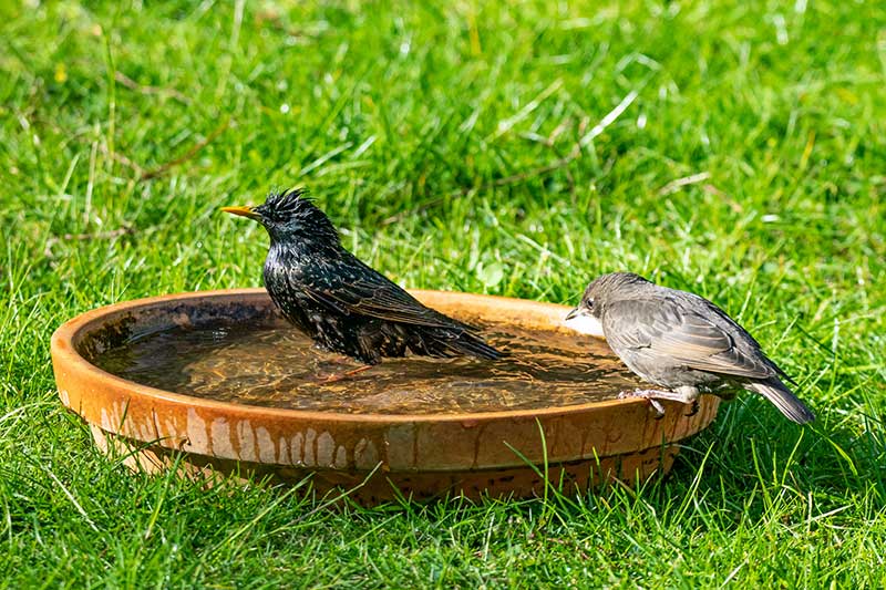 آب‌تنی پرندگان در تابستان