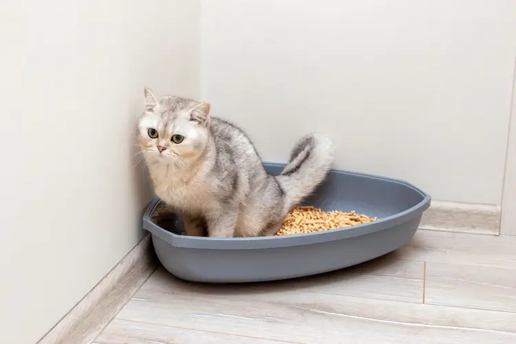 مشکلات ادراری گربه‌ها