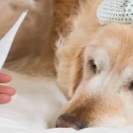 آنفولانزای سگ‌ها در پاییز