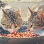 تغذیه گربه‌ها در فصل پاییز