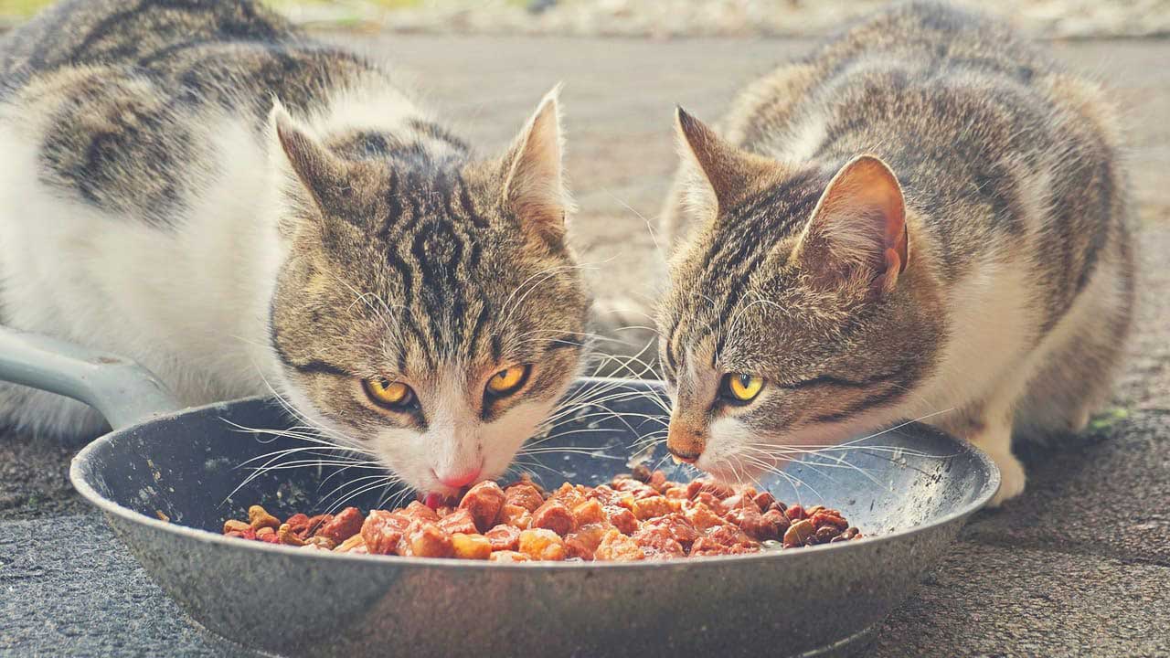 تغذیه گربه‌ها در فصل پاییز