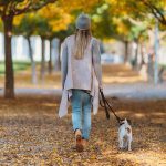 پیاده‌روی سگ در فصل پاییز